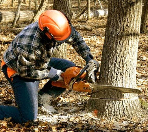 Tree Removal in Tad, WV